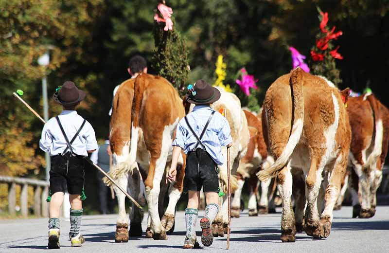 Almabtrieb Meransen