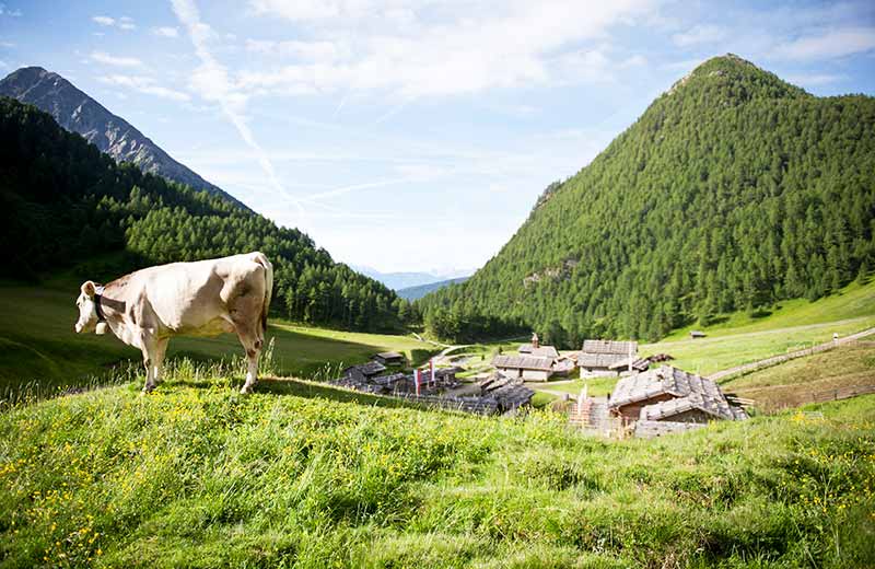 Milchsteig zur Fane Alm